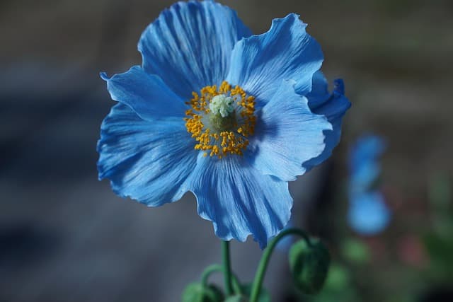 Los mejores destinos para disfrutar de la primavera en España