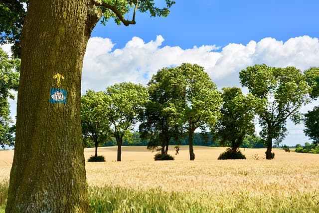 Cómo disfrutar de un viaje espiritual por el Camino de Santiago